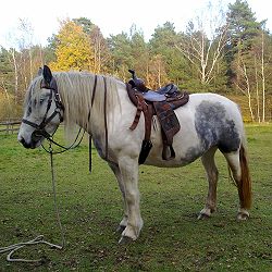 Bild "Andere Tiere:007_pferd.jpg"