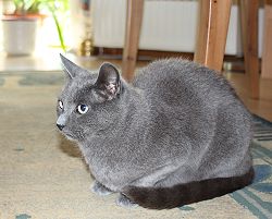 Bild "Andere Tiere:02_katze.jpg"