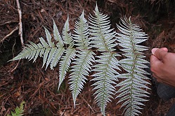 Bild "Silverfern Kees:001.jpg"